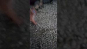 Коты воители Мои коты Горелый и воробей