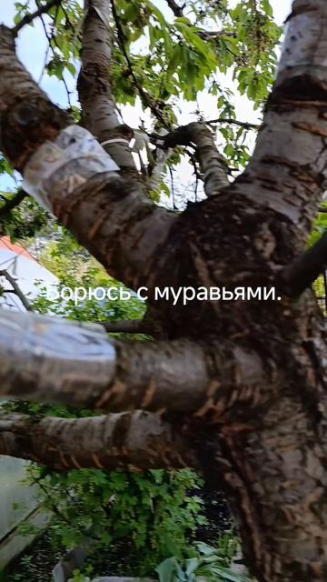16 мая, муравьи во всю орудуют на участке. Начинает борьбу!!!