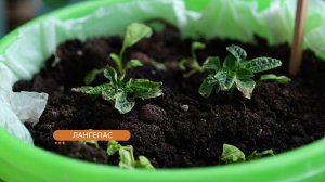 В Лангепасе собрали очередной урожай микрозелени