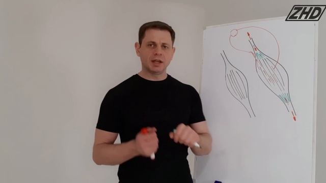 Фасция. Фрагмент из курса