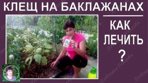 Паутинный клещ на баклажанах: как распознать вредителя и спасти урожай