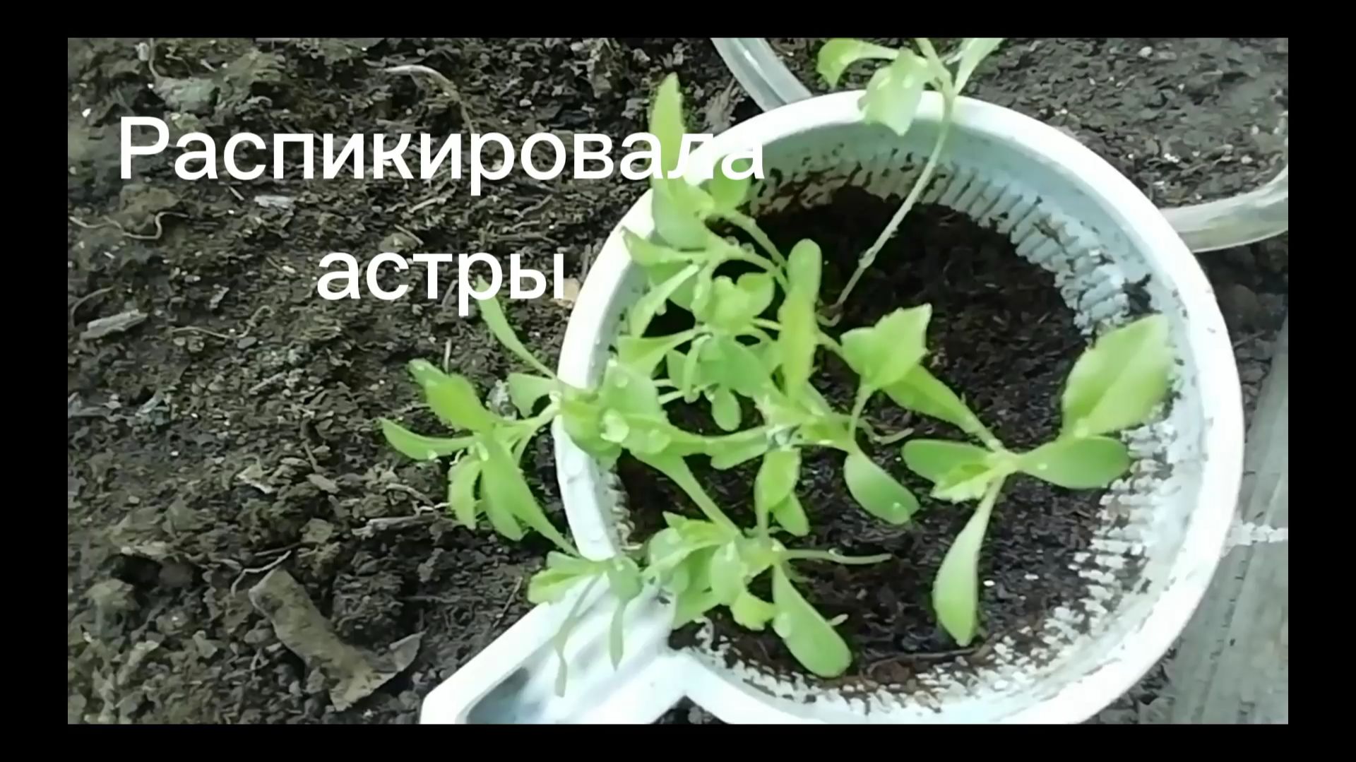 Астры - распикировала