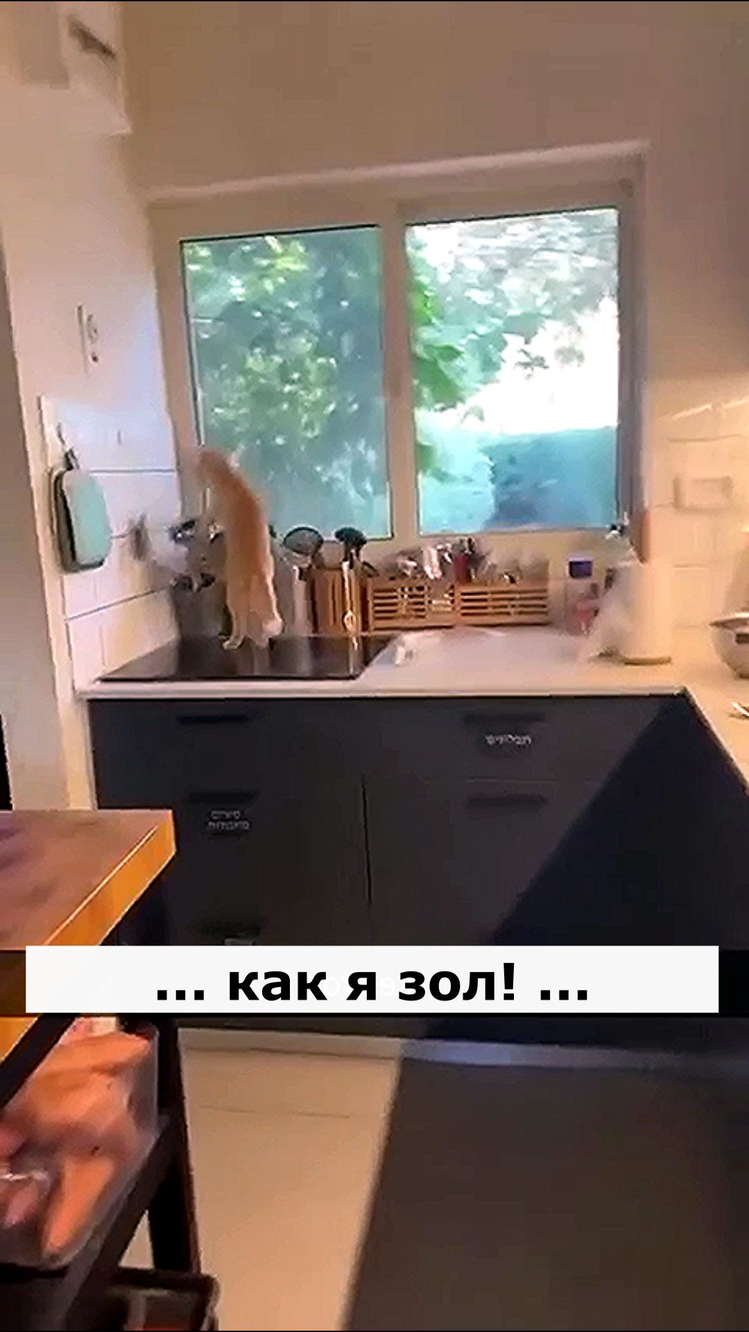Как я зол! Астральные котики.#котик #нежность #юмор #прикол #шутка #позитив #настроение #отдых