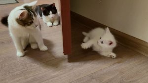 Три котенка и их кошка-мать. Веселая игра.