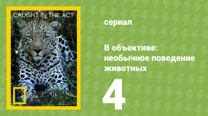 В объективе: необычное поведение животных 4 серия (документальный сериал, 2007)