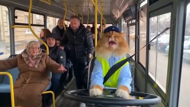 Кот за рулём автобуса