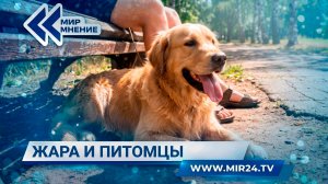 Как защитить домашних животных от перегрева?