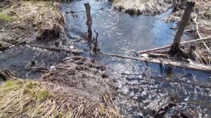 РАЗМЫЛО ПЕРЕПРАВУ В ЛЕСУ. ЧУТЬ НЕ ОСТАЛСЯ ТАМ НАВСЕГДА