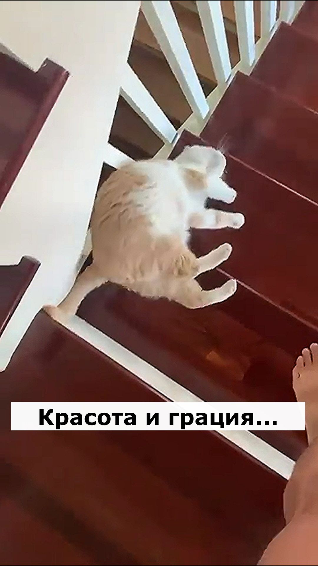 Красота и грация. Астральные котики.#котик #нежность #юмор #прикол #шутка #позитив #настроение