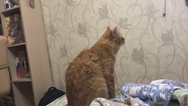 Но Мурыш хороший.