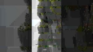 уточки природа