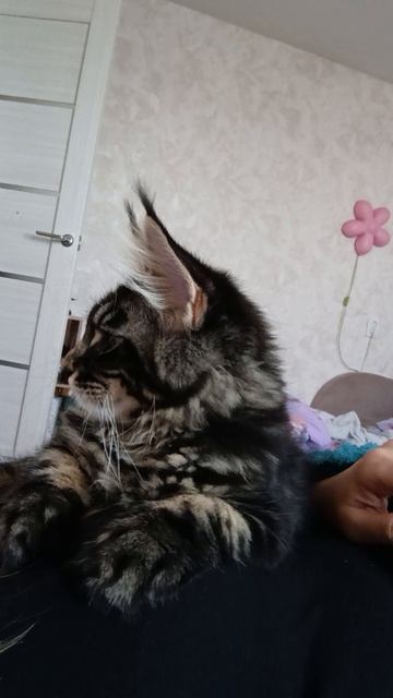кошка мурчит
