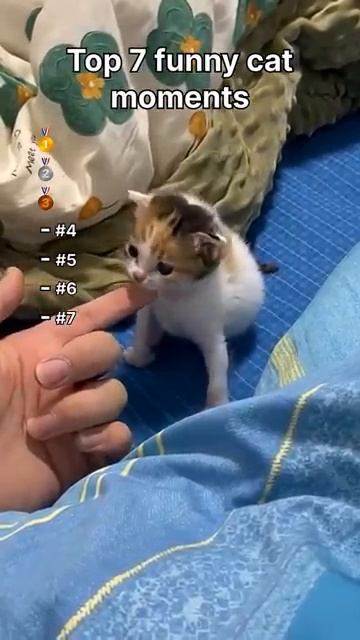 Top 7 Funny Cat Moments #cat #shortscat #catvideos #кот #кошка