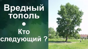Вредный тополь.  Кто следующий ?
