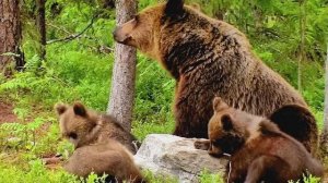 Релаксация, медитация, улучшение сна, снятие стресса, фон для работы и учебы, йога. ॐ🙏🧘♀️
