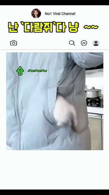 Это белка или кошка ?