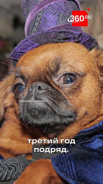 Такса в платье, мопс в цилиндре - модная тусовка для животных Pet Gala в Нью-Йорке
