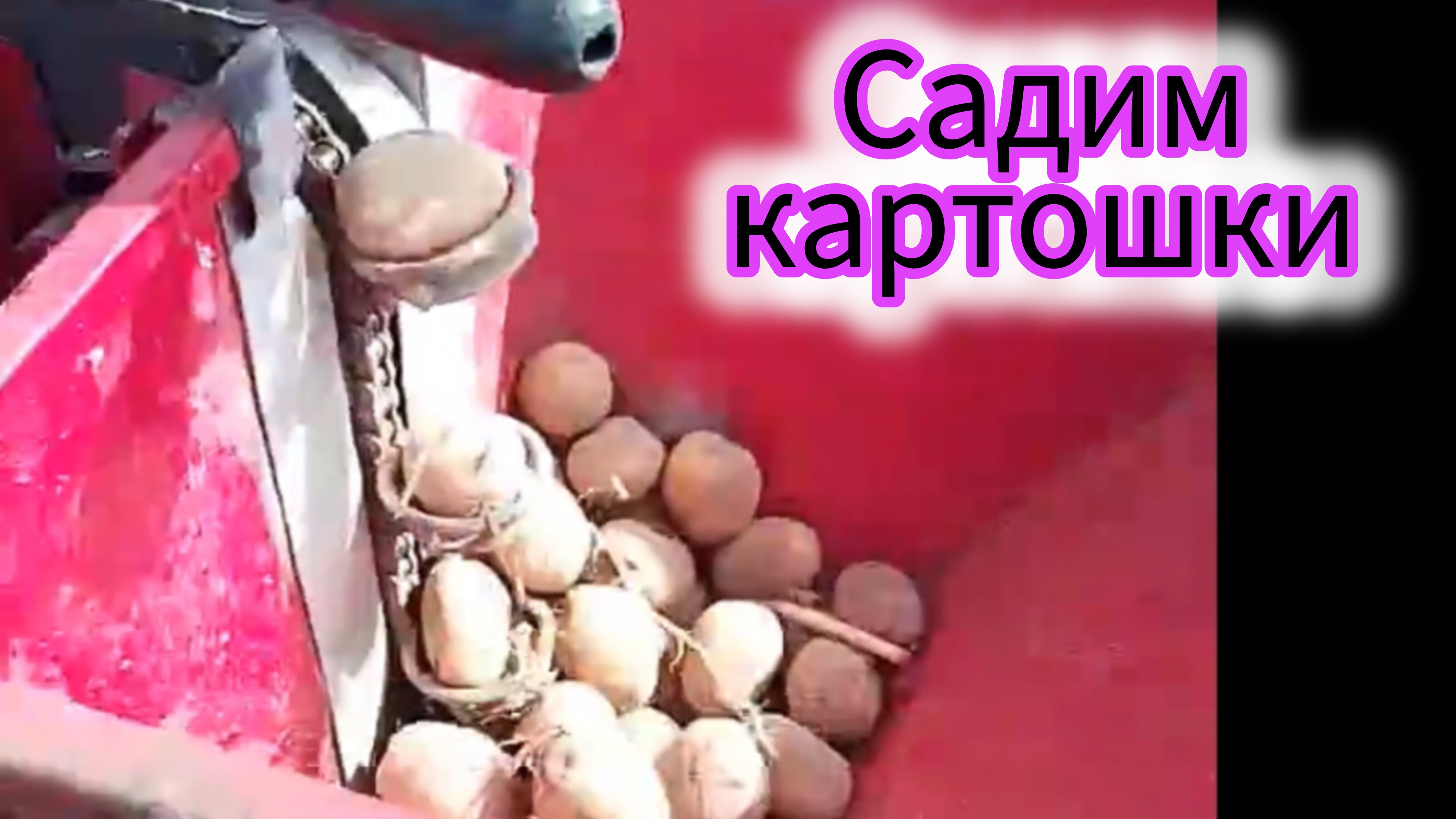 Посадка картофеля мотоблоком МТЗ с заводской картофелесажалкой .