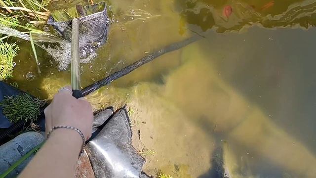 Мой первый опыт стрижки туи.