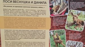 Лоси Веснушка и Данила.
