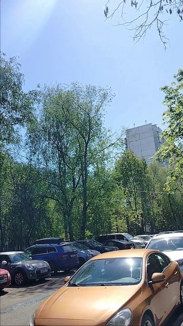 Соловьи в городе