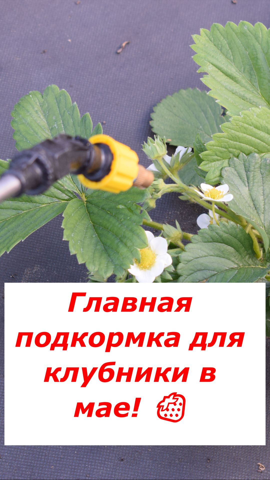 Подкормка клубники борной кислотой во время цветения для бешеного урожая! 🍓