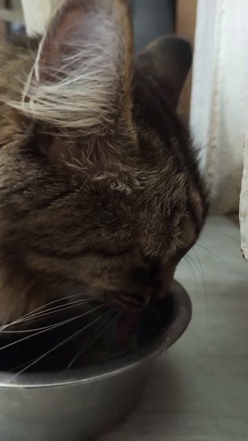 Жара #мойпитомец #котик #котэ #жажда #жара #май