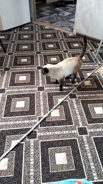 Кошачья любовь: братик и сестрёнка 🥰🐾