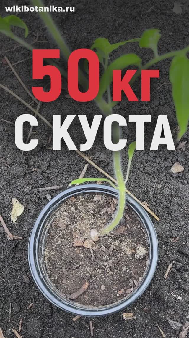 50 кг с куста: ТОМАТЫ ЛЁЖА