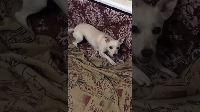 Шада 1 год