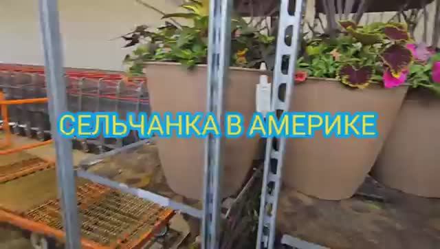 Сельчанка в Америке ЕДУ В КОСТКО ЗА МОЛОКОМ КОШУ ГАЗОН СЕЛЬЧАНКА В АМЕРИКЕ