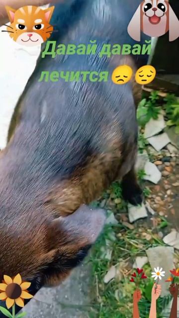 Давай давай лечится🐶 🐱😔