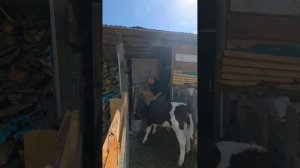 С добрым утром друзья 🌇 бегу кормить бычка и прибраться у него,  Катя пока еще спит.