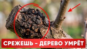 ЧЕРНЫЙ РАК - КАК ЛЕЧИТЬ ДЕРЕВО