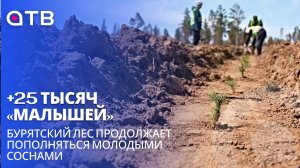 +25 тысяч «малышей». Бурятский лес продолжает пополняться молодыми соснами| Репортаж с высадки