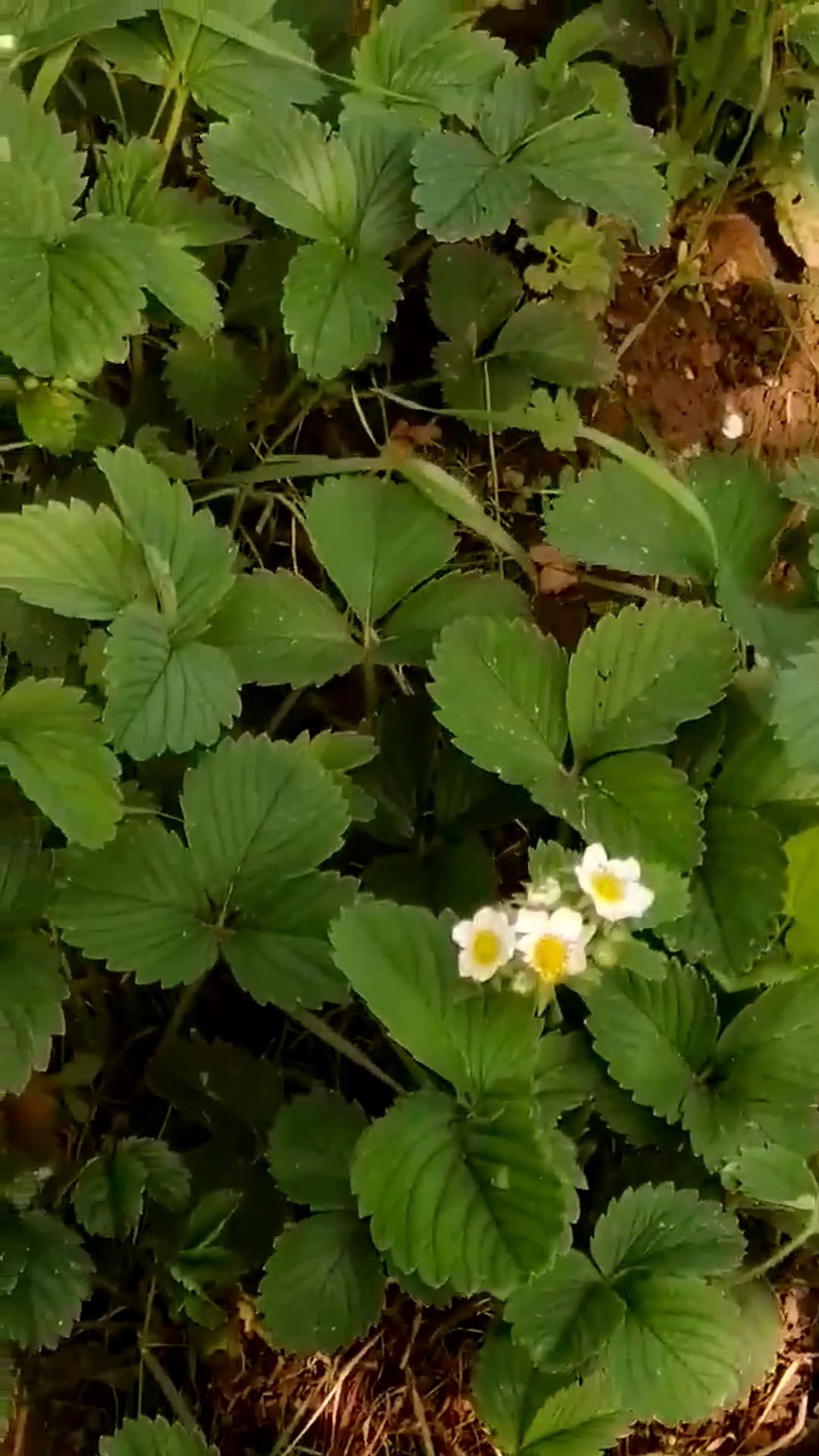 🍓КЛУБНИЧКА ЦВЕТЁТ, 🧄ЧЕСНОК РАСТЁТ! смотреть онлайн