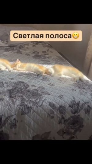 Светлая полоса