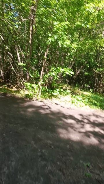 лес