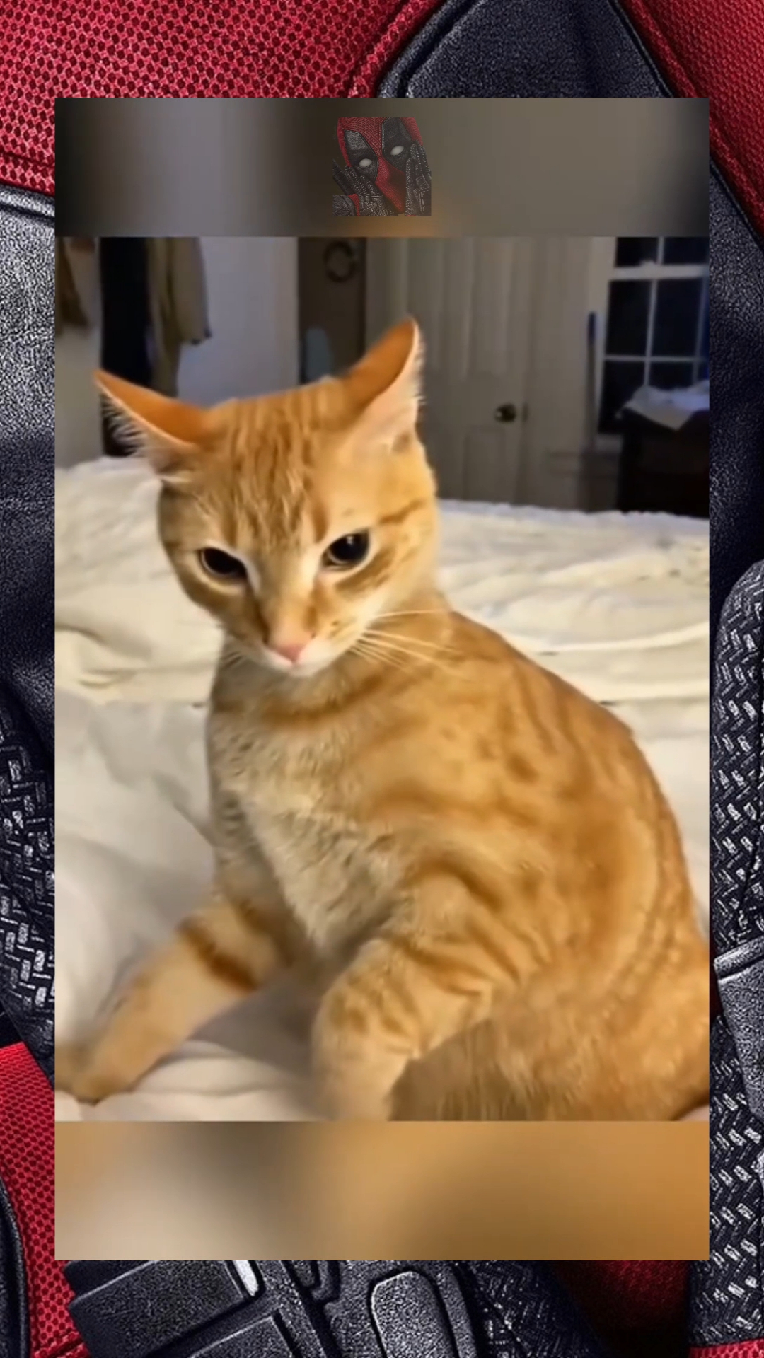 Подражатели года 😼🫶😎