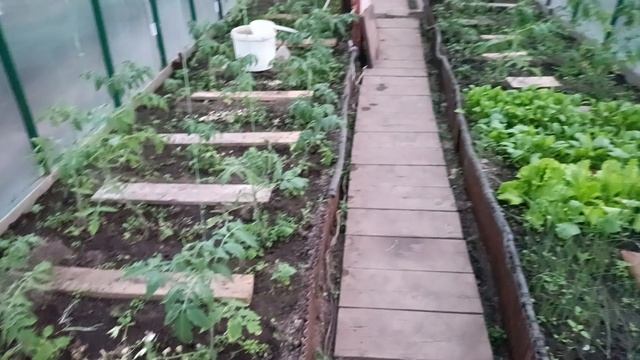 Обзор теплицы в День Пионерии.