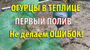 Огурцы в теплице. Первый полив после посадки. Не делаем ОШИБОК!