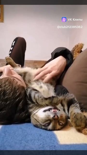кот кайфует