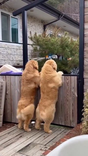 Клип @meowtaverse