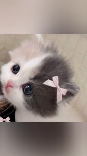 КОТИКИ 💖🐱