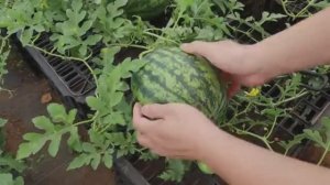 Арбузы органические в ящиках