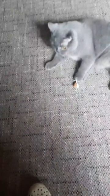 Стихи с котом,про дни недели.
