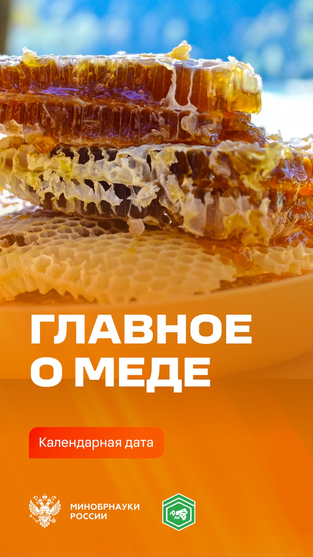 Всемирный день пчел: польза меда и распространенные мифы о нем