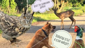 Косуля никуда не спешит! Сова Ёль копает новую ямку. Фазаны продолжают драму на лужайке
