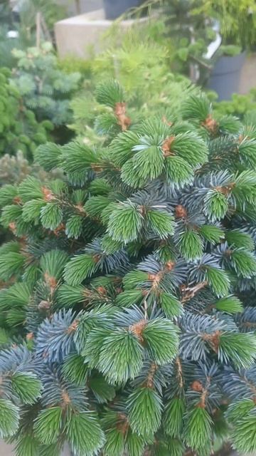 ❤🌲Ель Ситхинская Зильберцверг
✔Продажа расиений в макс и телеграм канале: Https://t.me/love_is_hvoin