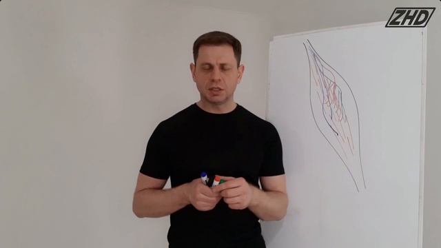 Фасция. Фрагмент из курса